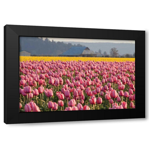 In the Pink Black Modern Wood Framed Art Print with Double Matting by Styber, Dana