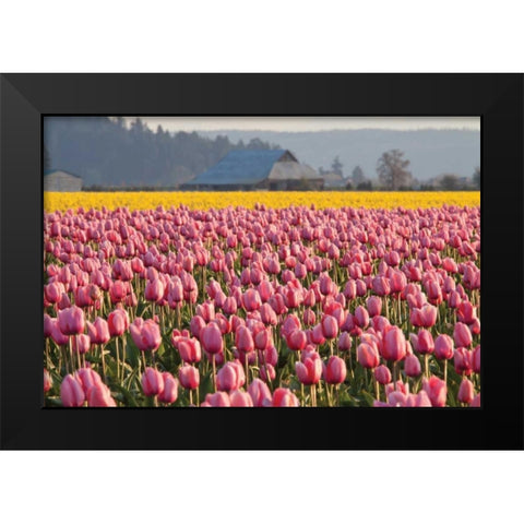 In the Pink Black Modern Wood Framed Art Print by Styber, Dana