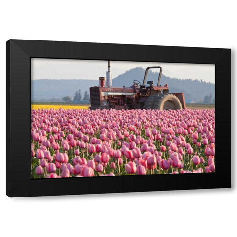 Tractor and Tulips II Black Modern Wood Framed Art Print with Double Matting by Styber, Dana