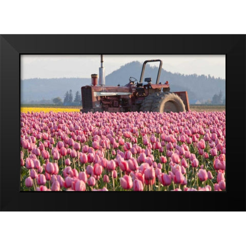Tractor and Tulips II Black Modern Wood Framed Art Print by Styber, Dana