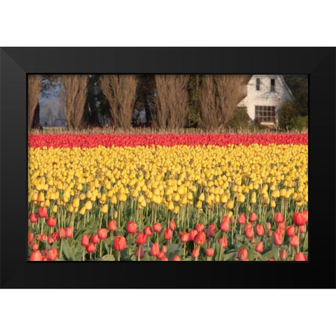 Red and Orange Tulips Black Modern Wood Framed Art Print by Styber, Dana