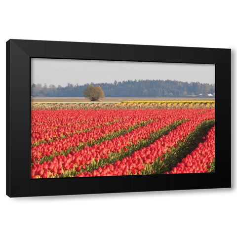 Lonesome Tree Black Modern Wood Framed Art Print with Double Matting by Styber, Dana
