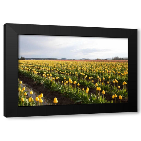 Tulips at Sunset V Black Modern Wood Framed Art Print with Double Matting by Styber, Dana