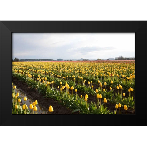 Tulips at Sunset V Black Modern Wood Framed Art Print by Styber, Dana