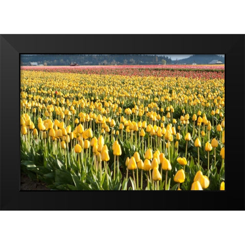 Yellow and Orange Tulips II Black Modern Wood Framed Art Print by Styber, Dana
