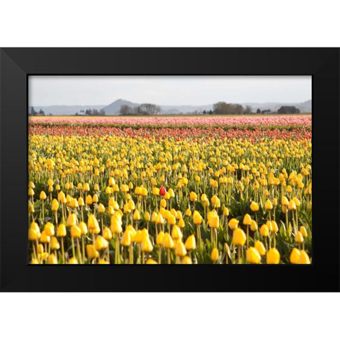 Yellow and Orange Tulips III Black Modern Wood Framed Art Print by Styber, Dana