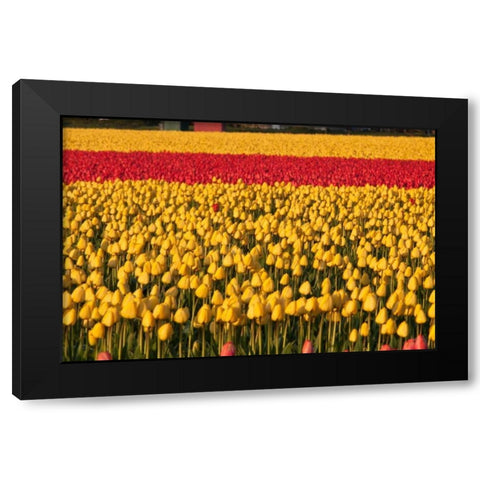 Band of Red Black Modern Wood Framed Art Print with Double Matting by Styber, Dana