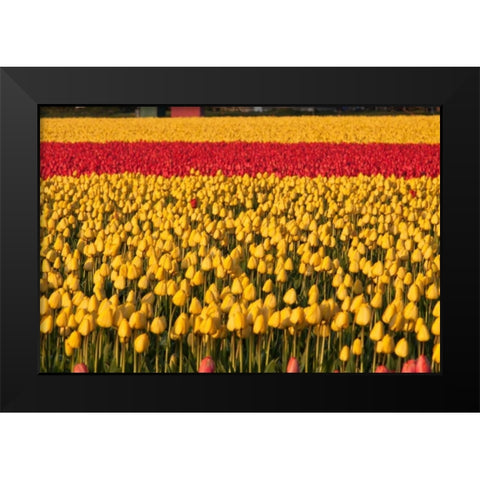 Band of Red Black Modern Wood Framed Art Print by Styber, Dana