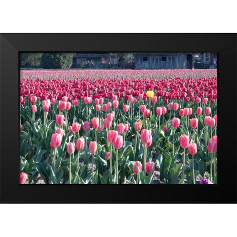 Yellow Among Pinks Black Modern Wood Framed Art Print by Styber, Dana