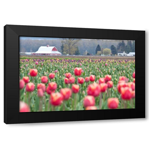 Tulip Homestead Black Modern Wood Framed Art Print with Double Matting by Styber, Dana