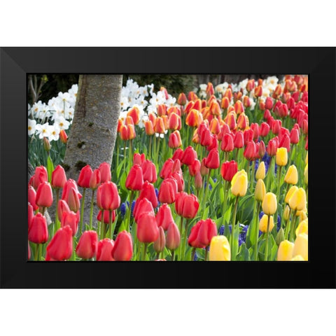 Tulip Bed I Black Modern Wood Framed Art Print by Styber, Dana