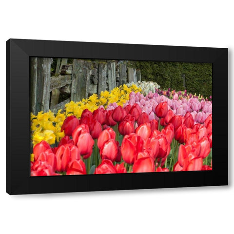 Tulip Bed II Black Modern Wood Framed Art Print with Double Matting by Styber, Dana