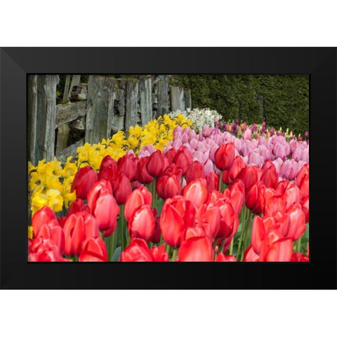 Tulip Bed II Black Modern Wood Framed Art Print by Styber, Dana