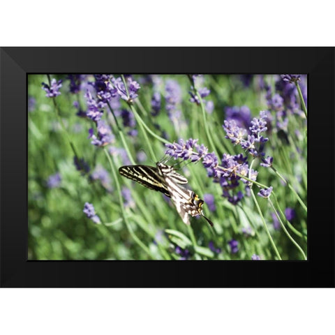 Lavender and Butterfly I Black Modern Wood Framed Art Print by Styber, Dana