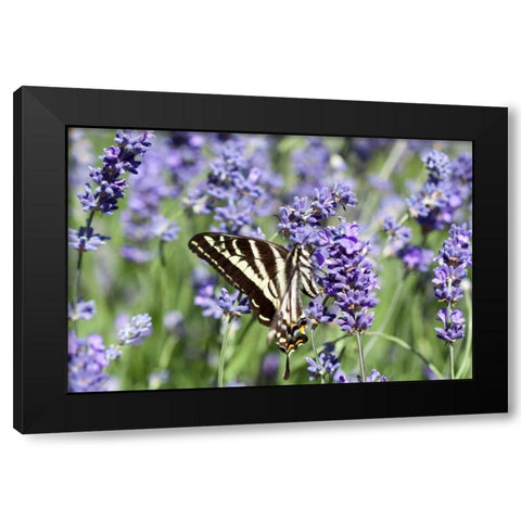 Lavender and Butterfly II Black Modern Wood Framed Art Print with Double Matting by Styber, Dana