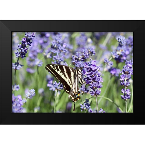 Lavender and Butterfly II Black Modern Wood Framed Art Print by Styber, Dana