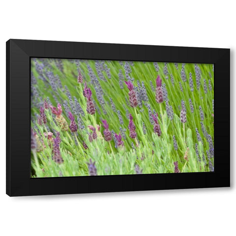 Lavender Sway I Black Modern Wood Framed Art Print with Double Matting by Styber, Dana