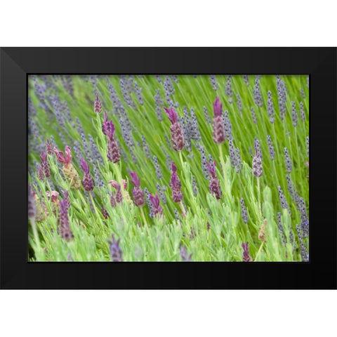 Lavender Sway I Black Modern Wood Framed Art Print by Styber, Dana
