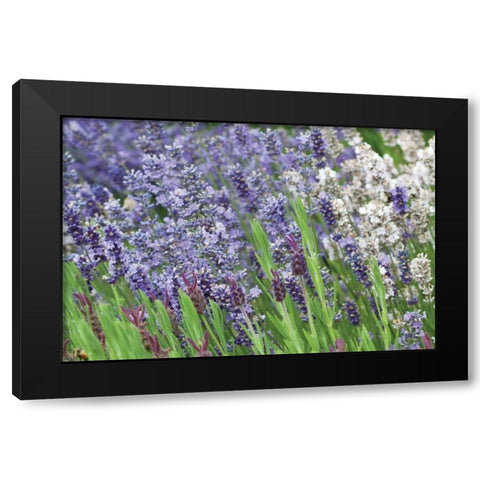 Lavender Sway II Black Modern Wood Framed Art Print with Double Matting by Styber, Dana