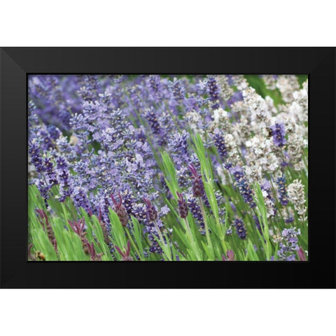 Lavender Sway II Black Modern Wood Framed Art Print by Styber, Dana