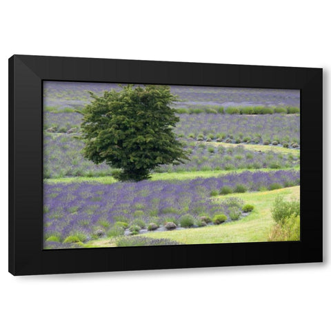Lavender Field and Tree Black Modern Wood Framed Art Print with Double Matting by Styber, Dana