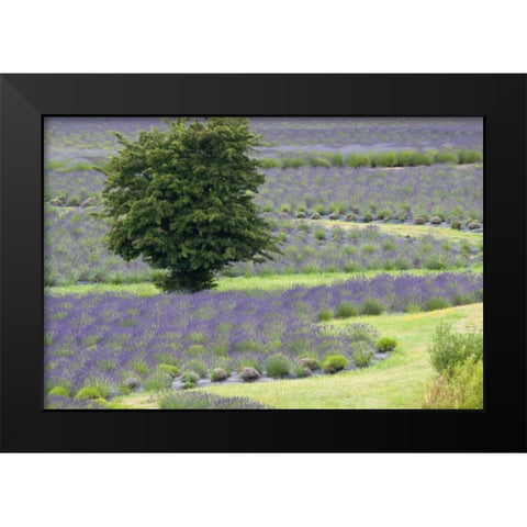 Lavender Field and Tree Black Modern Wood Framed Art Print by Styber, Dana