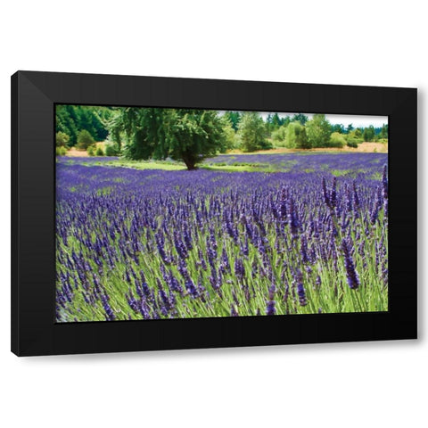 Lavender Field I Black Modern Wood Framed Art Print with Double Matting by Styber, Dana