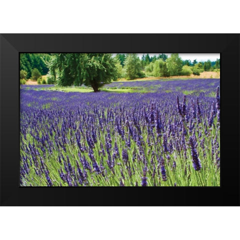 Lavender Field I Black Modern Wood Framed Art Print by Styber, Dana