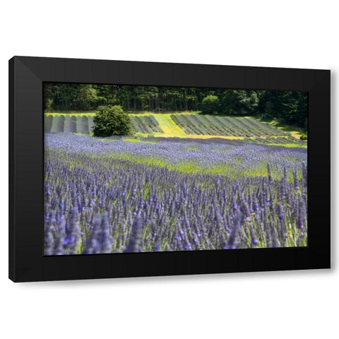 Lavender Field II Black Modern Wood Framed Art Print with Double Matting by Styber, Dana