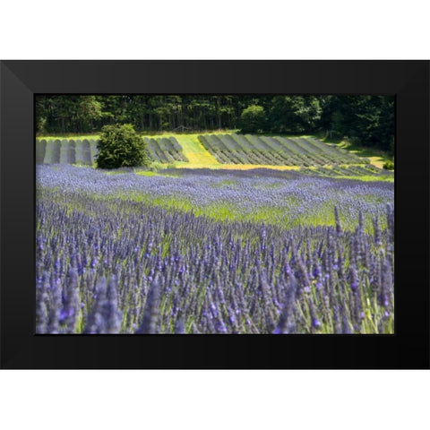 Lavender Field II Black Modern Wood Framed Art Print by Styber, Dana