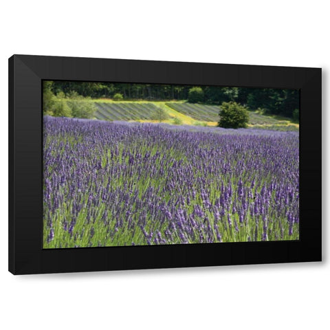 Lavender Field III Black Modern Wood Framed Art Print with Double Matting by Styber, Dana