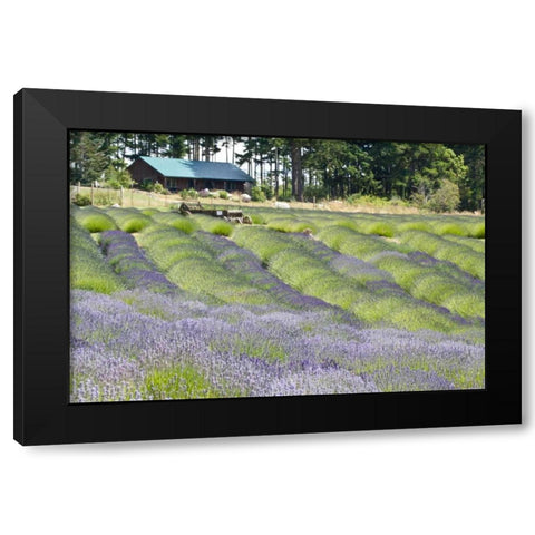 Lavender Hill I Black Modern Wood Framed Art Print with Double Matting by Styber, Dana