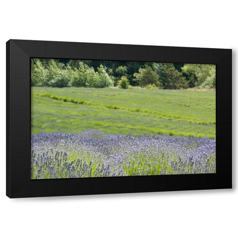 Lavender Hill II Black Modern Wood Framed Art Print with Double Matting by Styber, Dana