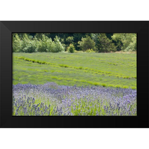 Lavender Hill II Black Modern Wood Framed Art Print by Styber, Dana