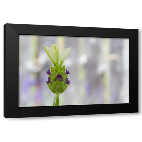 Lavender Bud I Black Modern Wood Framed Art Print with Double Matting by Styber, Dana
