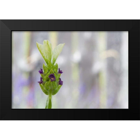 Lavender Bud I Black Modern Wood Framed Art Print by Styber, Dana