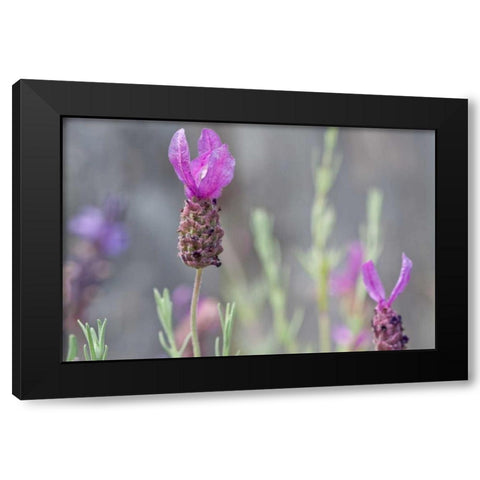 Lavender Bud II Black Modern Wood Framed Art Print with Double Matting by Styber, Dana