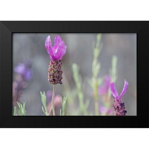 Lavender Bud II Black Modern Wood Framed Art Print by Styber, Dana