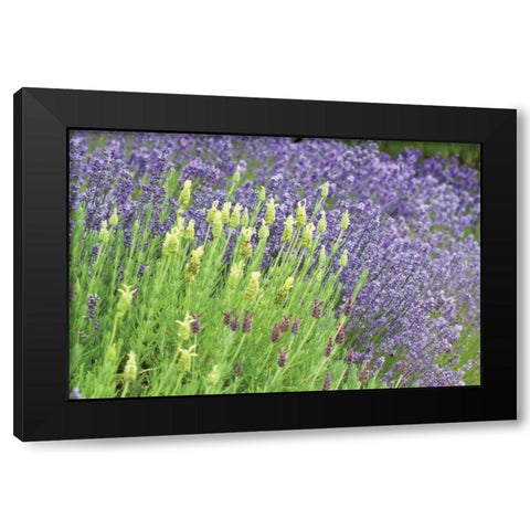 Flowing Lavender I Black Modern Wood Framed Art Print with Double Matting by Styber, Dana