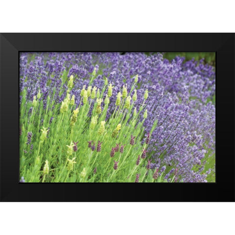 Flowing Lavender I Black Modern Wood Framed Art Print by Styber, Dana