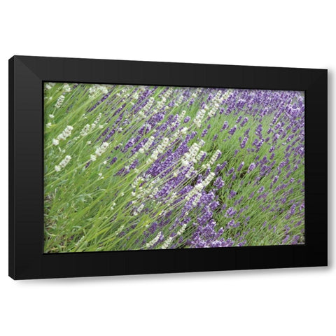 Flowing Lavender II Black Modern Wood Framed Art Print by Styber, Dana