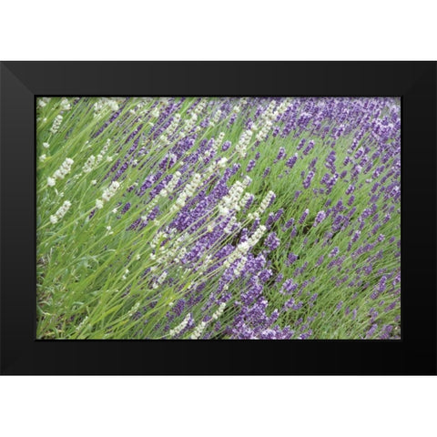 Flowing Lavender II Black Modern Wood Framed Art Print by Styber, Dana