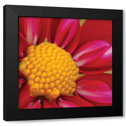 Starburst Square II Black Modern Wood Framed Art Print with Double Matting by Styber, Dana