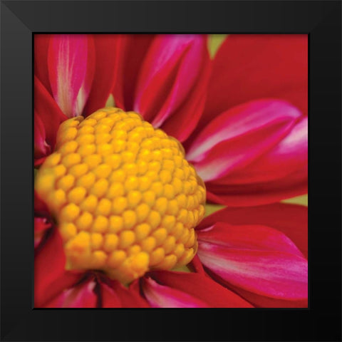 Starburst Square II Black Modern Wood Framed Art Print by Styber, Dana
