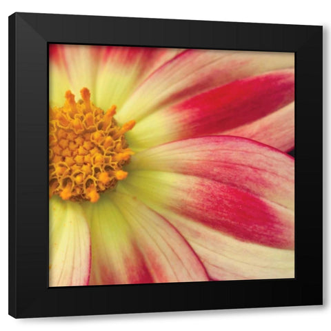 Starburst Square III Black Modern Wood Framed Art Print with Double Matting by Styber, Dana