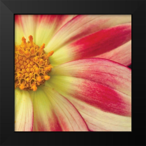 Starburst Square III Black Modern Wood Framed Art Print by Styber, Dana