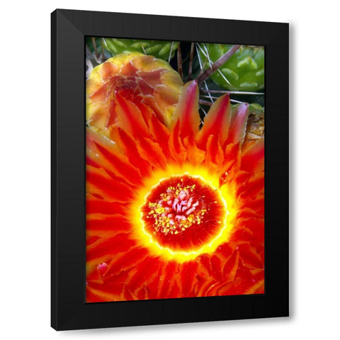 Cactus Flower VI Black Modern Wood Framed Art Print with Double Matting by Taylor, Douglas