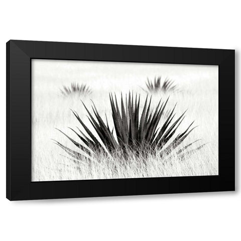 Agave BW I Black Modern Wood Framed Art Print by Taylor, Douglas