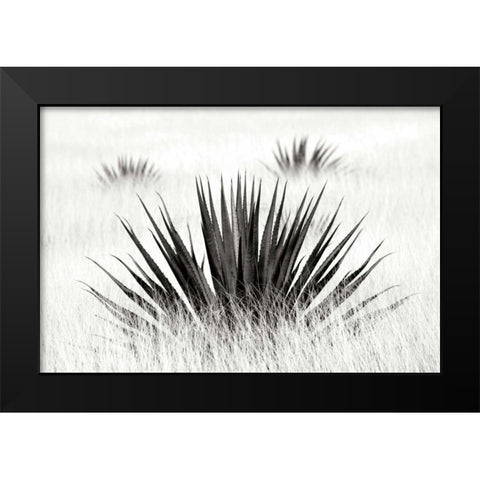 Agave BW I Black Modern Wood Framed Art Print by Taylor, Douglas