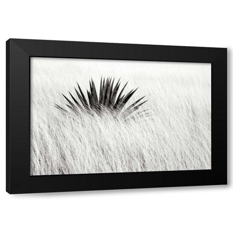 Agave BW II Black Modern Wood Framed Art Print with Double Matting by Taylor, Douglas